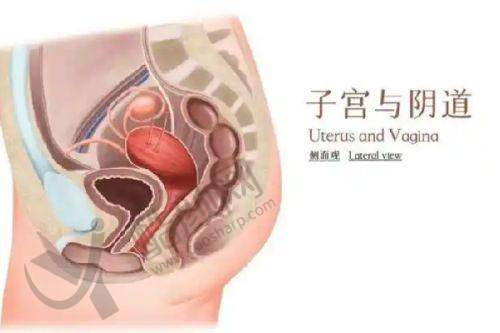 卜双燕医生审美下的成功实例