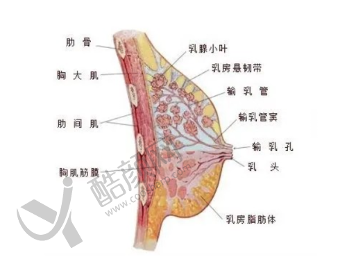 五、广州雅贝壹医疗美容门诊部基本信息：