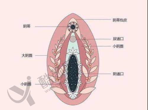 七、新疆石河子希望医院男女私密科开展的主要项目和特色项目：