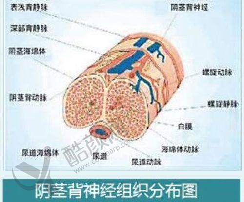 白馨月医生成功实例与口碑评价