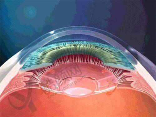 泉州爱尔眼科医院的医生团队